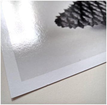 Bernd Lieven - Pine Cones I