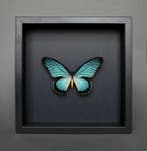 Vlinder Taxidermie volledige montage - Papilio Zalmoxis - 23, Nieuw