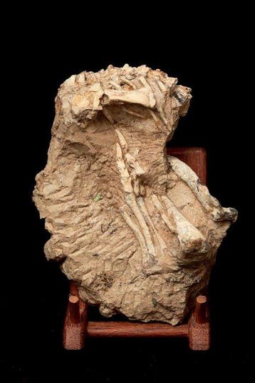Fossiele matrix - Jeholosaurus - 21 cm - 15 cm