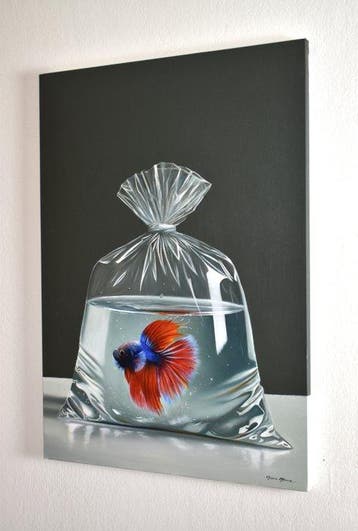 Marco Amore - Betta Splendens