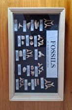 Haai - Fossiele tanden - Enchodus corax globidens Otodus y