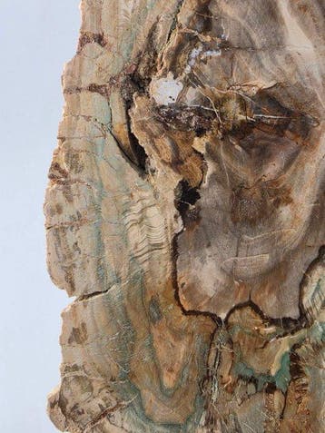 Fossiel hout - Gefossiliseerd hout - 12 cm (Zonder