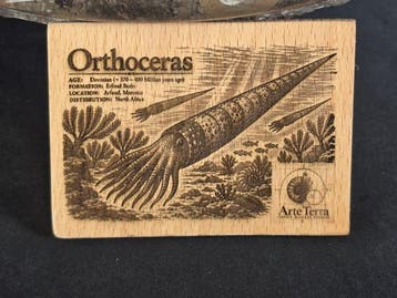 Orthoceras - Gefossiliseerd dier (Zonder minimumprijs)