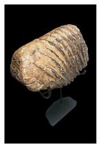 Mammouth laineux - Molaire fossile - 18 cm - 20 cm, Collections
