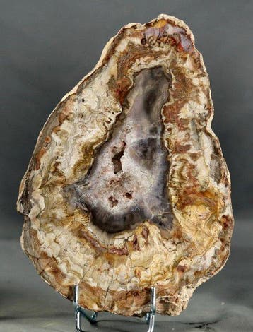 Mooi en decoratief versteend hout op standaard - Gepolijst, Verzamelen, Mineralen en Fossielen