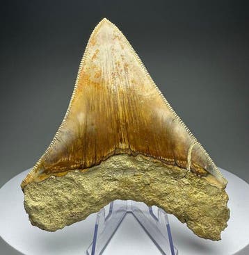 Mégalodon - Dent fossile - 11 cm - 9 cm, Verzamelen