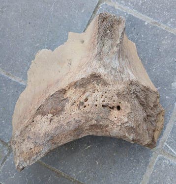 Wolharige mammoet - Fossiel bot - 13 cm - 25 cm (Zonder