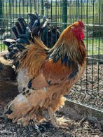 Sierkippen @ paradijshof, Animaux & Accessoires, Ophalen