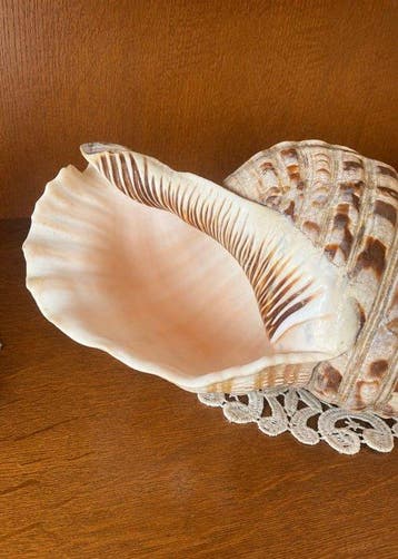 Gastéropode Coquillage marin - Charonia Tritonis (Sans prix