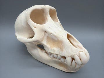 Aap Schedel van een zoogdier - Papio Ursinus - 9 cm - 9 cm -