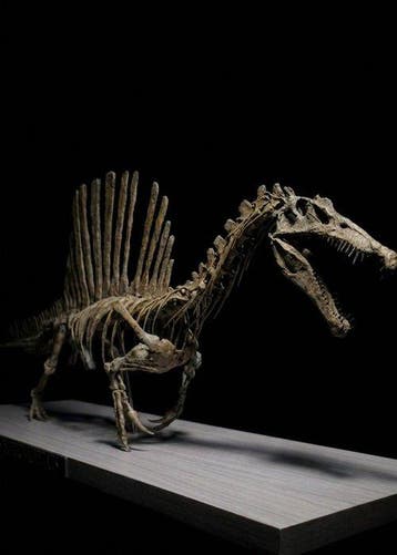 Replica Spinosaurus Wandelend 85 cm - Fossiel skelet
