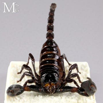 Scorpion de la forêt d’Asie – Échantillon préservé dans une