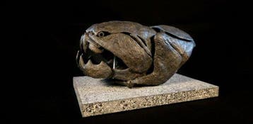 Replica Dunkleosteus 20 cm - Fossiele schedel