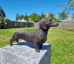Statue, Large Bronze Dachshund 33cm - 17.5 cm - Bronze -