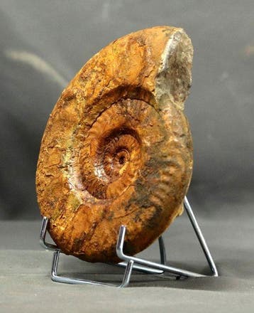 Ammonite jurassique rare - Animal fossilisé - Hildaites