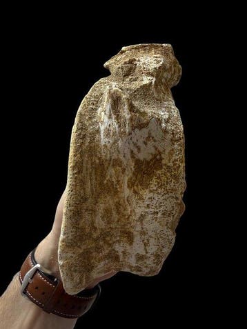 Prognatodon Grootste Roofdier - Fossiel wervelbot - MONSTER
