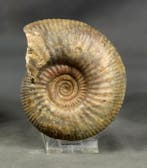 Fijn en groot ammoniet met intacte schelp - Gefossiliseerd