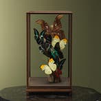 Vlinders in Vitrine Taxidermie Opgezette Dieren By Max, Ophalen of Verzenden, Opgezet dier