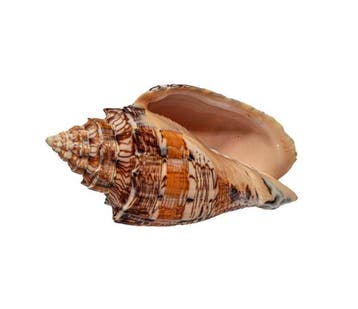 Exclusieve verzamelaar-walsenslak: Voluta ebraea (125 mm,