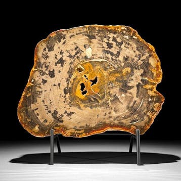 C - Prachtige grote plak versteend hout op een op maat