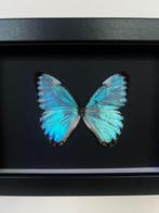 Papillon Support de corps entier pour taxidermie - Morpho