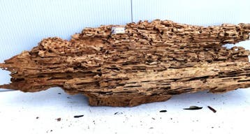 Osaka XL231 uniek aquarium decoratie hout  165x50x38 cm, Ophalen of Verzenden, Plant(en), Steen of Hout