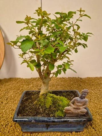 Liguster bonsai (Ligustrum) - Hoogte (boom): 25 cm - Diepte