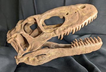 Fossiele schedel - Deinonychus antirrhopus - Museum-Grade