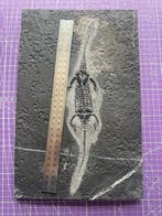 Reptile fossile: Keichousaurus -Trias - Animal fossilisé -