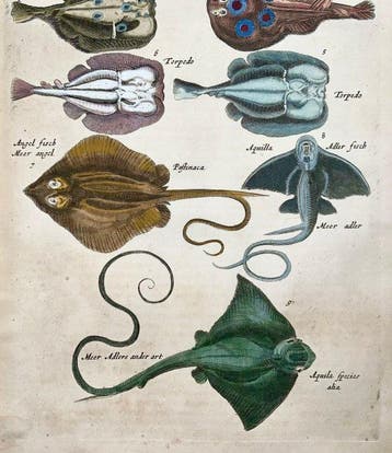 Matthäus Merian (1593-1650) - hand coloured folio,