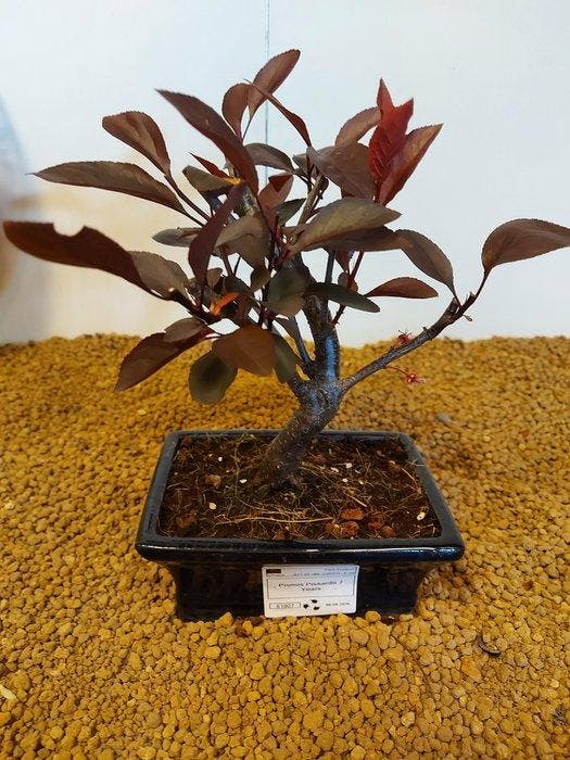prunus pissardii - Hoogte (boom): 18 cm - Diepte (boom): 16, Antiek en Kunst, Curiosa en Brocante