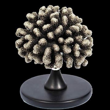Corail en argent - « Madrepora » Branche de corail trempée, Collections