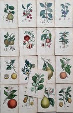 Felice Cassone (1815/ 1854) - Lot. of 17 sheets - Flora
