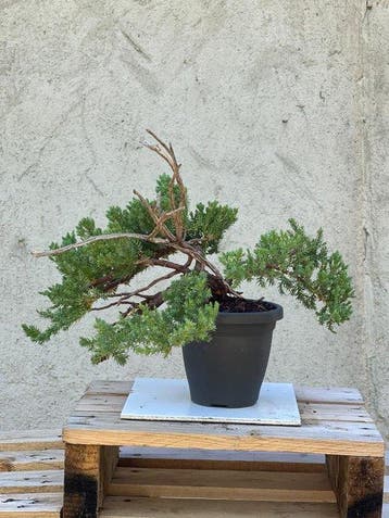 Bonsaï Genévrier (Juniperus) - Hauteur (arbre) : 22 cm -
