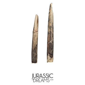 Set van 2 grote ornithocheiride pterosauriër tanden (cf, Verzamelen