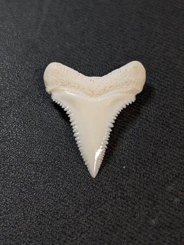 Witte haai Tand - carcharodon carcharias - 26 mm - 21.5 mm -, Nieuw