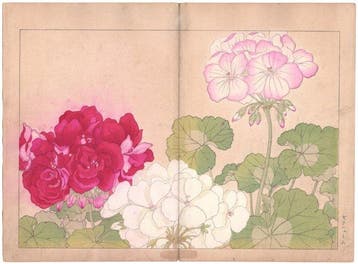 Geraniums , Allamanda - Series: Western plants and flowers -