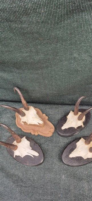 Chamois Support mural pour taxidermie - Rupicapra rupicapra, Nieuw