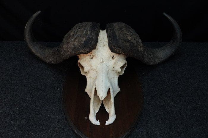 Large Cape Buffalo Schedel van een zoogdier - Syncerus, Verzamelen, Dierenverzamelingen