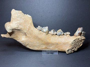 Holenhyeana - Gefossiliseerde kaak - Crocuta spelaea - 22 cm