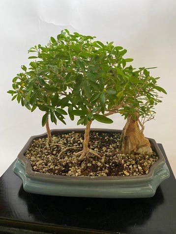 Sneeuwroos bonsai (Serissa foetida) - Hoogte (boom): 16 cm -