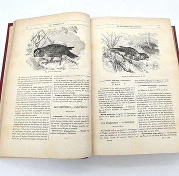 Brehm - Merveilles de la Nature. Les Oiseaux - 1878