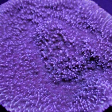 Montipora Blauw/Paars S (Ong. 4-5 cm), Verzenden, Nieuw