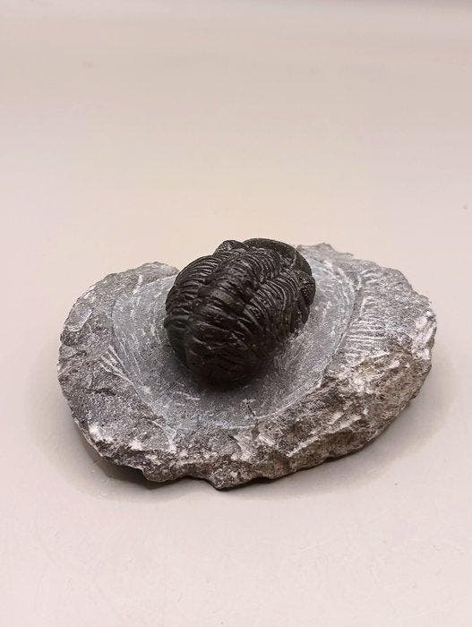 Phacops sp. trilobiet - Fossiele matrix (Zonder, Collections, Minéraux & Fossiles