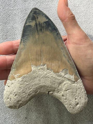 Grote Megalodon-tand 15,5 cm (6,1 inch) - Fossiele tand -