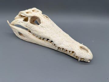 Nijlkrokodil Schedel - Crocodylus niloticus - 8 cm - 12 cm -