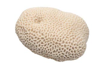 Grote echte hersenkoraal (ca. 2,9 kg) – maritiem