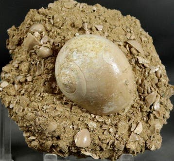 Uitzonderlijke fossiele schelp - op originele matrix -, Collections, Minéraux & Fossiles