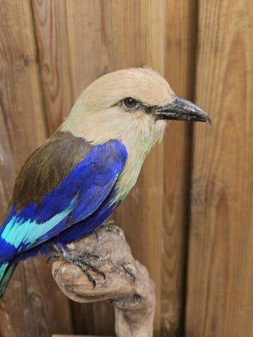 Super mooie nieuw opgezette zeldzame blauwbuik scharrelaar, Verzamelen, Nieuw