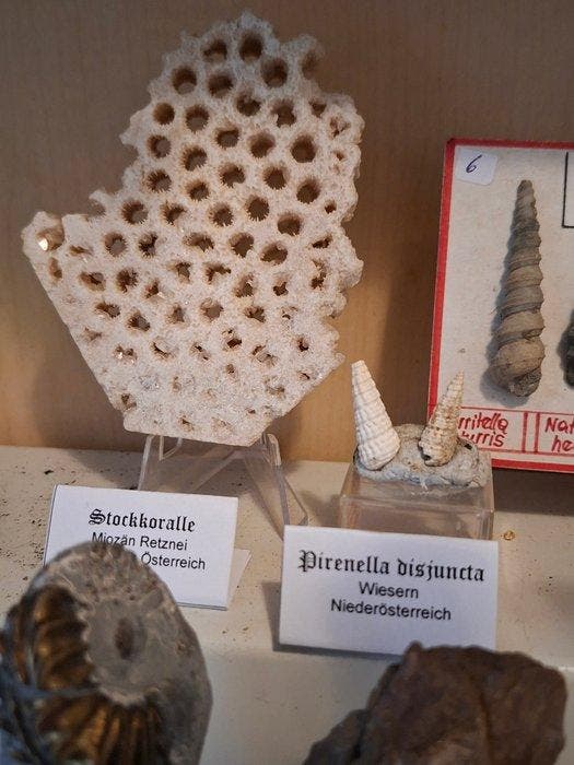 Oude fossielenverzameling, meer dan 30 stuks - Fossiele, Verzamelen, Mineralen en Fossielen